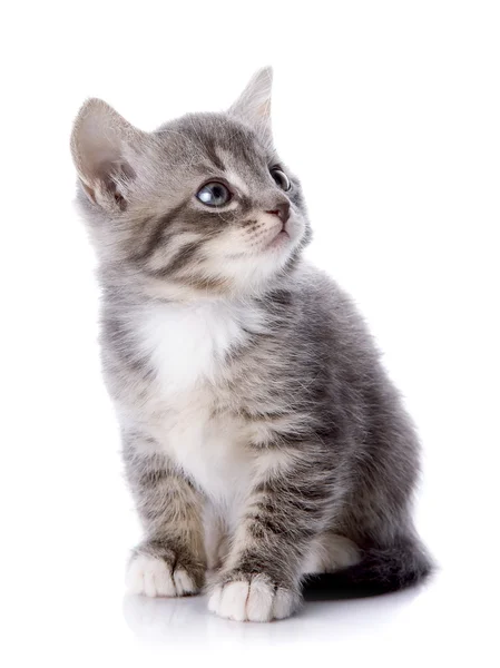 Das grau gestreifte Kätzchen sitzt — Stockfoto