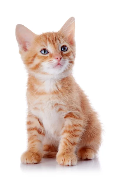 赤のストライプの子猫. — ストック写真
