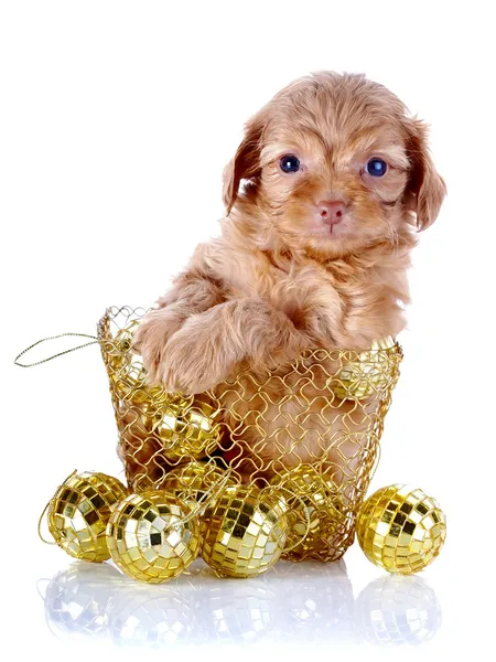 Puppy in a wattled basket with New Year's balls. — Stock Photo, Image