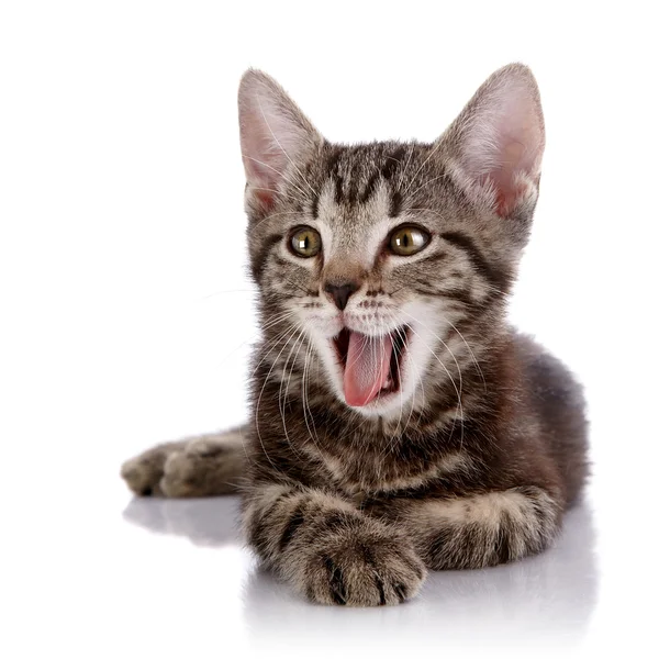 Striped kitten lies on a white background. — Stock Photo, Image