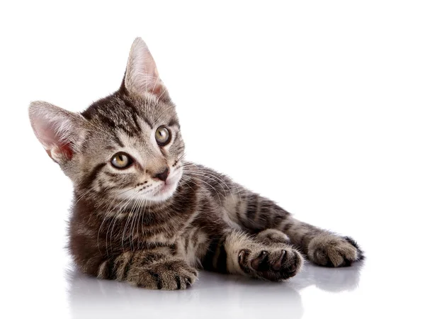 Small kitten lies on a white background. — Stock Photo, Image