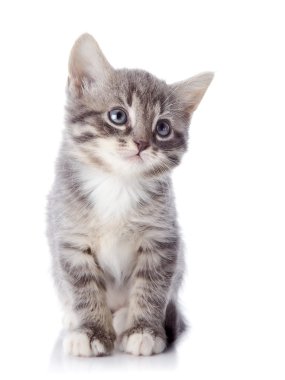 Gri çizgili kedicik oturur