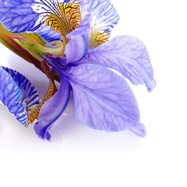 Bladeren van een bloem van een iris. — Stockfoto