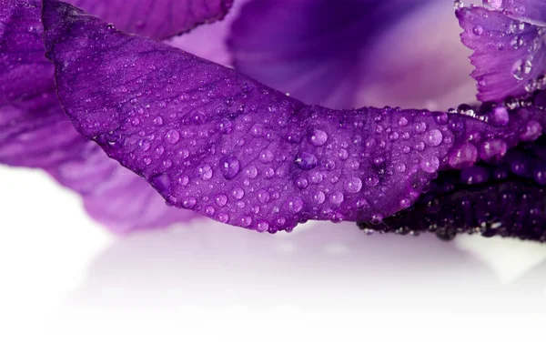 Пелюстки фіолетової квітки райдужки . — стокове фото