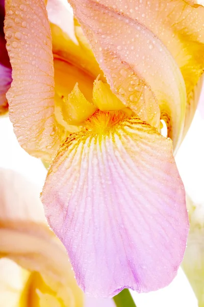 Petals of a flower of an iris. — Stock Photo, Image