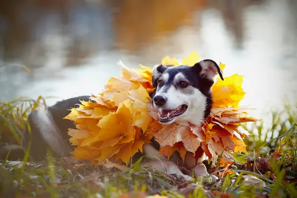 Dog on a grass in yellow autumn leaves. — Stock Photo, Image