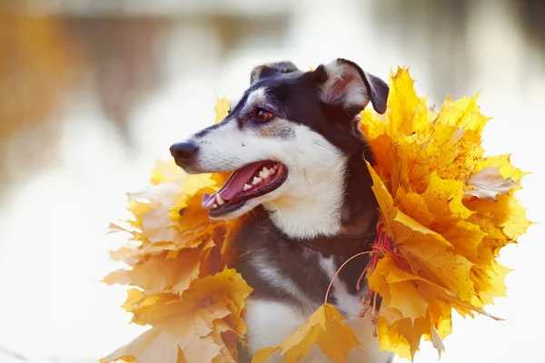 Portret psa w żółty jesienny liść. — Zdjęcie stockowe