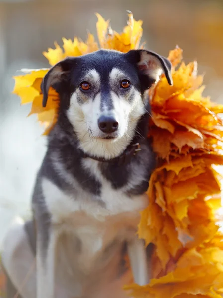 Cane in foglie giallo autunno . — Foto Stock