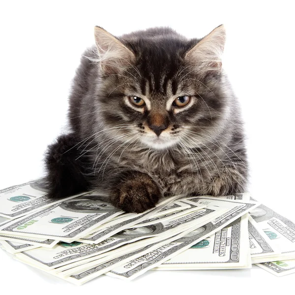 kahverengi gözlü tüylü kedi.