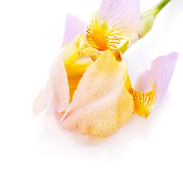 Bir iris çiçeği. — Stok fotoğraf