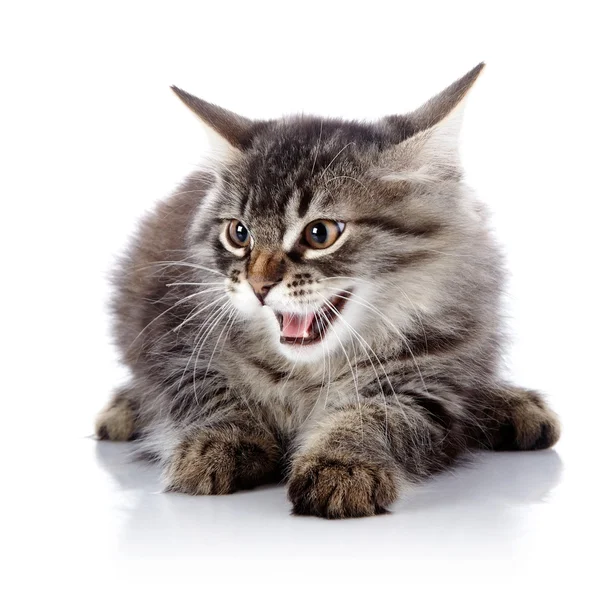 Kızgın tıslayan kedi. — Stok fotoğraf
