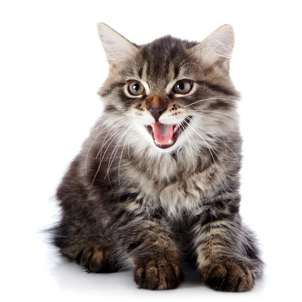 Striped fluffy mewing kitten on a white background — Stock Photo, Image