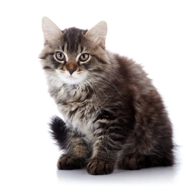 Striped fluffy kitten sits — Stock Photo, Image