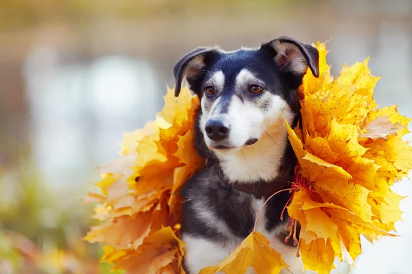 Portrait of a dog in yellow autumn leaves. — Stock Photo, Image