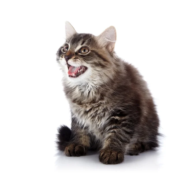 Striped fluffy mewing kitten — Stock Photo, Image