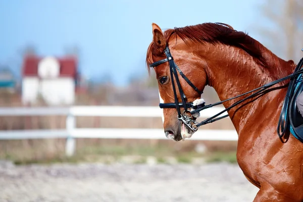 Retrato de un caballo rojo deportivo . — Foto de Stock