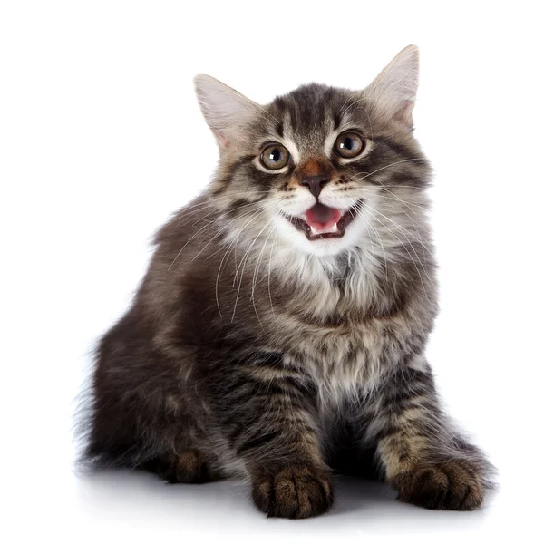 Striped fluffy mewing kitten — Stock Photo, Image