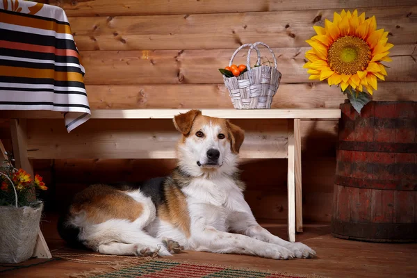 The dog lies under a bench in the rural house. — Stock Photo, Image