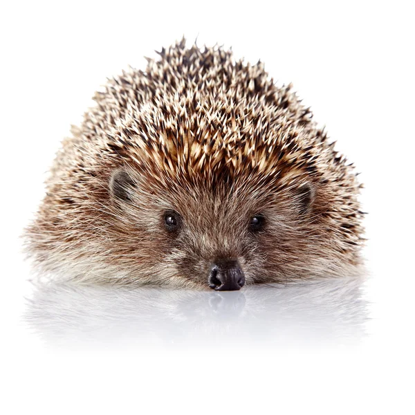 Prickly hedgehog on a white background — Stock Photo, Image
