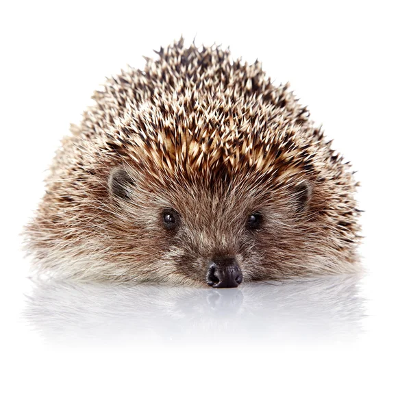 Stacheliger Igel auf weißem Hintergrund — Stockfoto