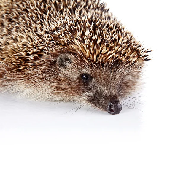 Portrait of a hedgehog on a white background — Stock Photo, Image