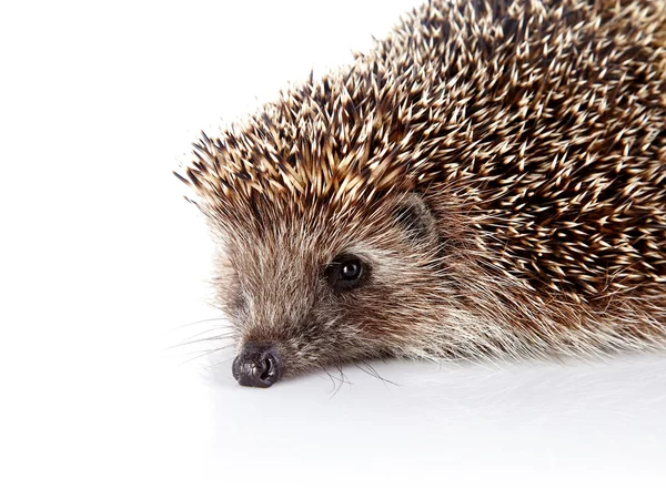 Portrait of a hedgehog — Stock Photo, Image