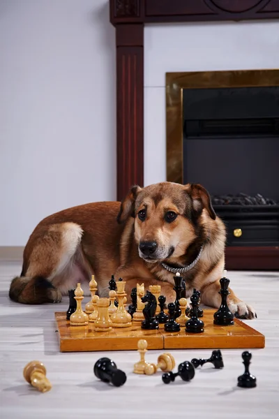 Dog and chess against a fireplace. — Stock Photo, Image