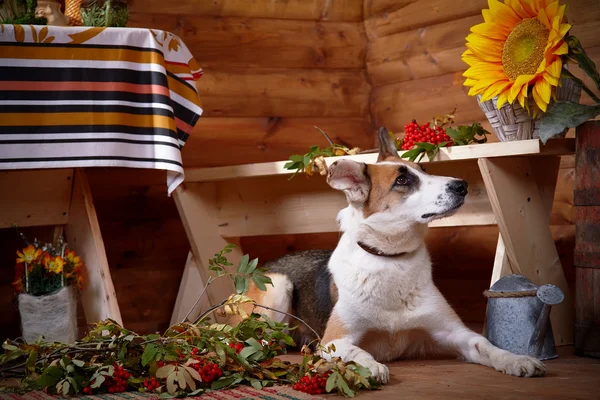 Dog with a mountain ash in the rural house. — Stock Photo, Image