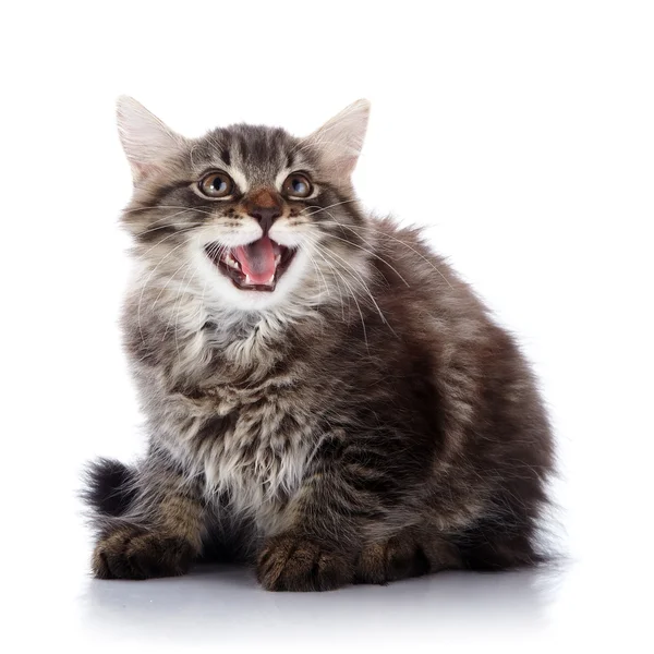 Striped fluffy mewing kitten on a white background — Stock Photo, Image