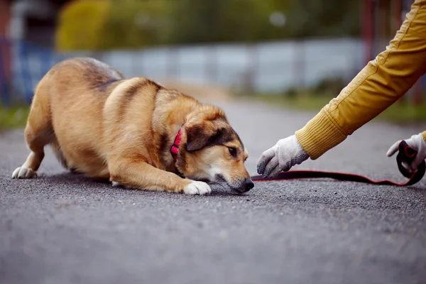 The red not purebred dog lies on the road — Stock Photo, Image