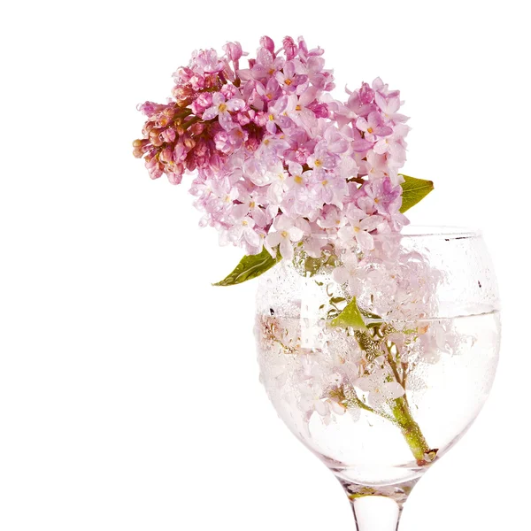 Lilac bouquet in a glass. — Stock Photo, Image