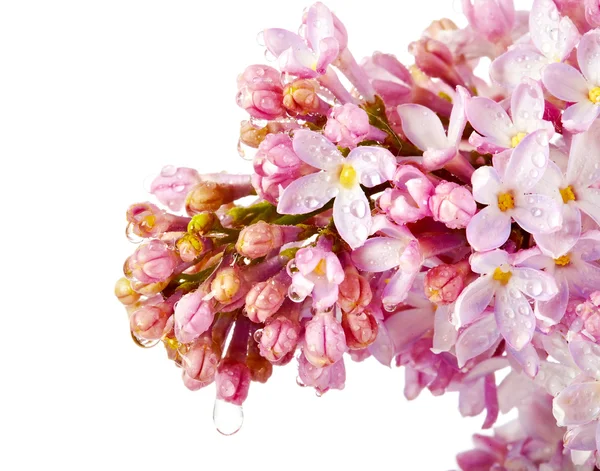 Lilac branch. — Stock Photo, Image
