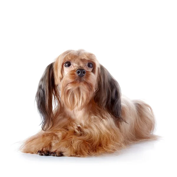 Le chien décoratif repose sur un fond blanc . — Photo