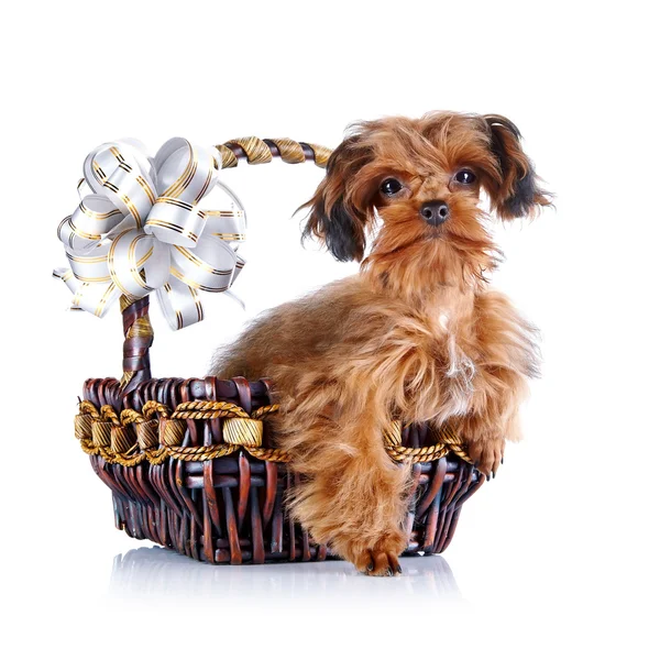 Щенок декоративной собачки в корзине с луком . — стоковое фото
