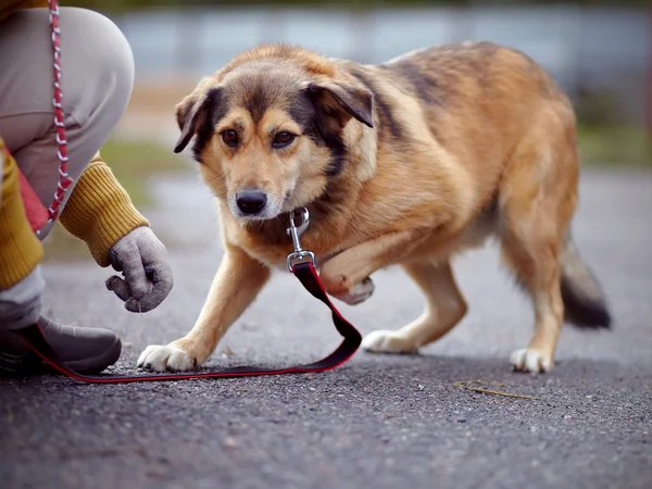 Der rote, nicht reinrassige Hund kostet auf der Straße. — Stockfoto