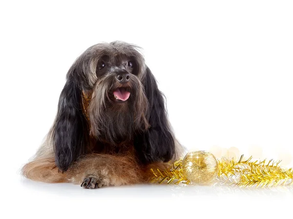 Dekoratives Hündchen mit einem Neujahrsspielzeug. — Stockfoto