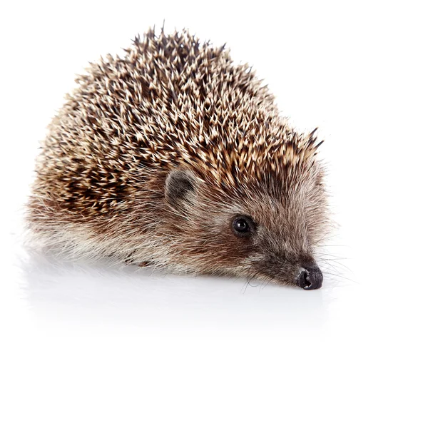 Prickly hedgehog — Stock Photo, Image