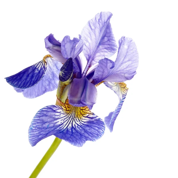 Květ modrý Iris. — ストック写真