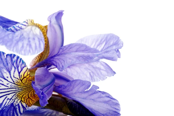 Petals of a flower of an blue iris. — Stock Photo, Image