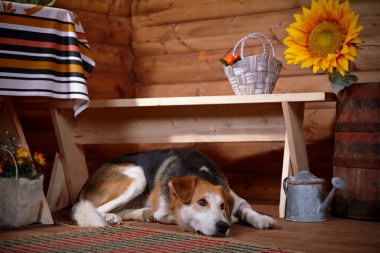 üzgün köpek kırsal evdeki bir tezgah altında yatıyor..
