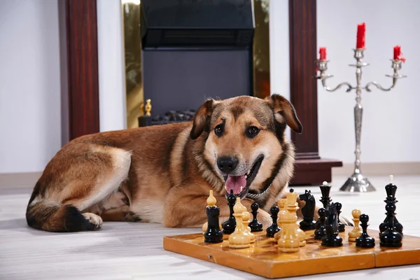 Dog and chess against a fireplace. — Stock Photo, Image