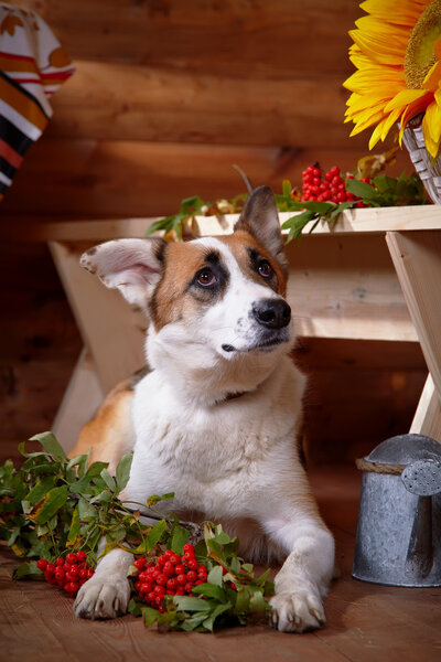 Собака с горным пеплом в загородном доме
.