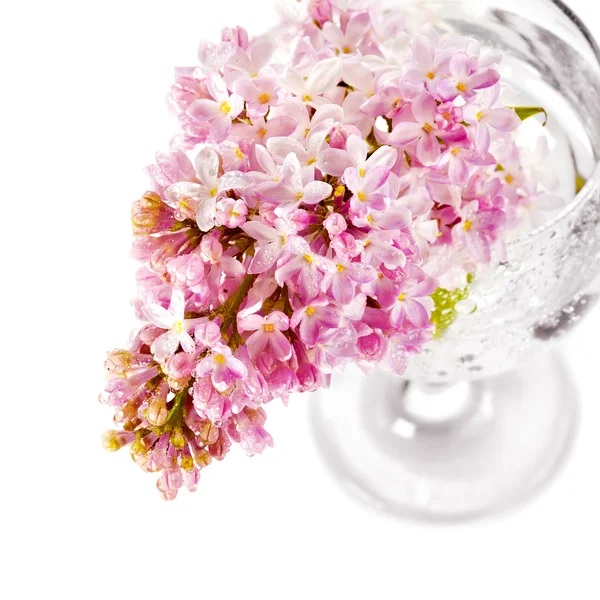 Bouquet de lilas dans un verre . — Photo