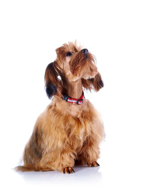 El perrito rojo de un perrito decorativo . — Foto de Stock