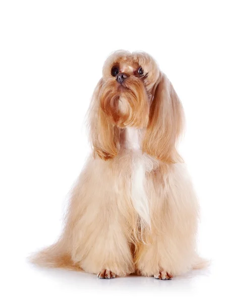 The beige decorative doggie sits on a white background. — Stock Photo, Image