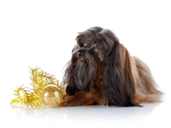 Decorative doggie with a New Year's toy. — Stock Photo, Image