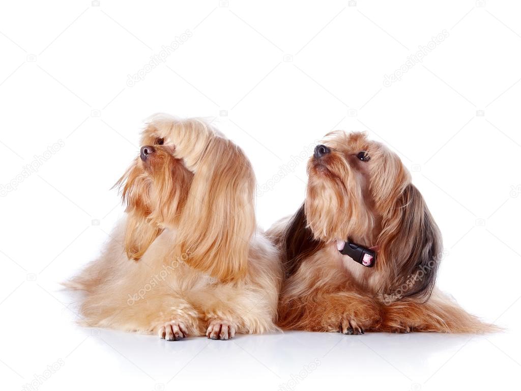 Two puppies of a decorative doggie.