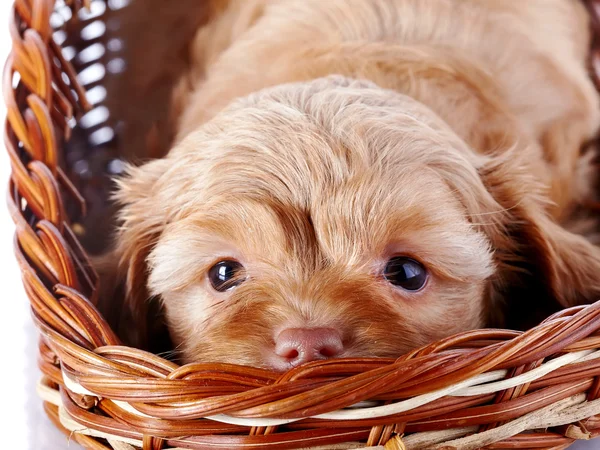 Gerdanlı sepet içinde dekoratif bir köpek yavrusu. — Stok fotoğraf