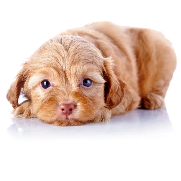 Puppy van een decoratieve doggie op een witte achtergrond. — Stockfoto