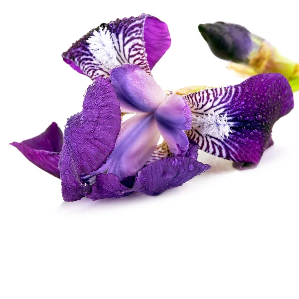 Flor de iris violeta . — Foto de Stock